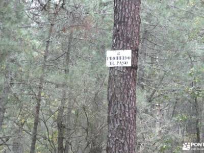 Bosque Plateado de La Jarosa; botas montaña madrid tiendas de senderismo solana de ávila mapa y bruj